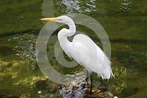 Great Egret Bird at the pond photo