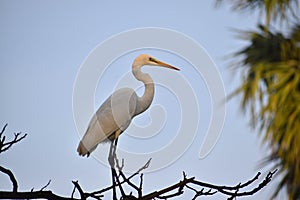 Great Egret and blue sky background sitting on tree branch. Ardea alba, also known as the common egret, large egret