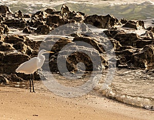 Great Egret and Breaking Waves