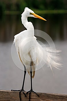 Great egret with breeding plumage