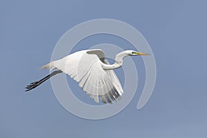 Great Egret in Breeding Plumage Taking Flight