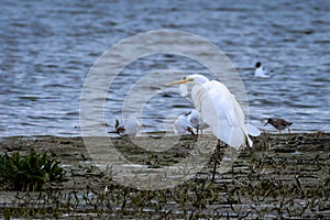 Great egret in bridal season