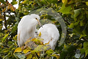 Great Egret birds Cababysmerodius albus young adult