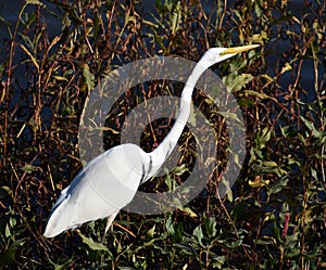 A great egret in a California marsh