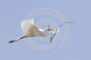 Great egret carrying twigs for nest photo