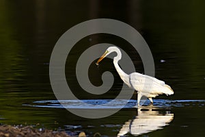 a great egret carying a fish in its beak photo
