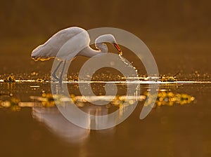 Great Egret Casmerodius albus