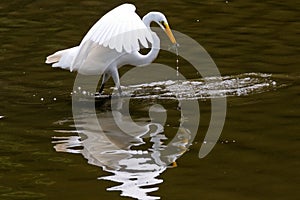 Great Egret After Catching a Fish