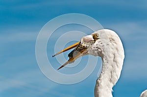 Great Egret catching fish scraps at a tropical marina in the Gulf of Mexico