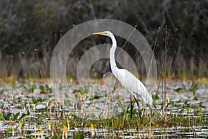 Great Egret on Chase Prairie in Okefenokee National Wildlife Refuge, Georgia USA