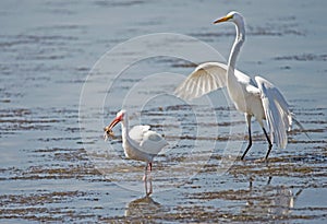 A Great Egret chases a White Ibis for his crab.