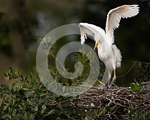 Great Egret Chick