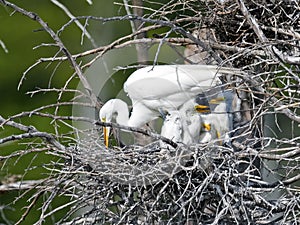 Great Egret and Chicks