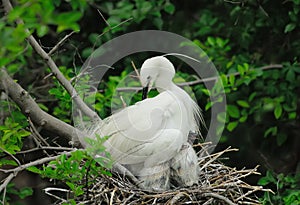 Great egret chicks in nest