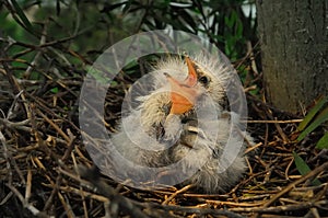 Great egret chicks in nest