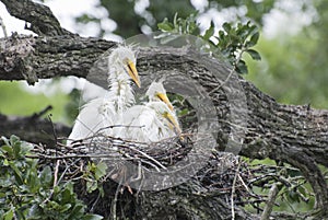 Great Egret Chicks
