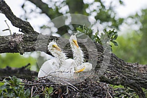 Great Egret Chicks