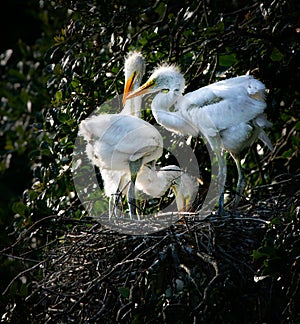 Great Egret Chicks