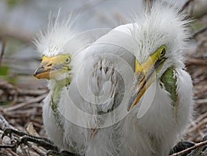 Great egret chicks