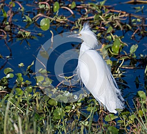 Great Egret at Circle B