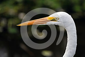 Great Egret closeup