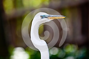 Great Egret Closeup