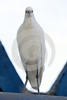 Great egret closeup