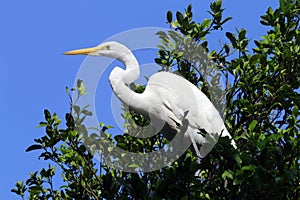 Great egret closeup in its natural habitat