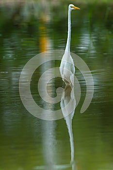 Great egret closeup with reflection in a shallow water at keoladeo ghana national park or bharatpur bird sanctuary