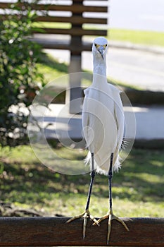 Great egret closeup on a square bench photo