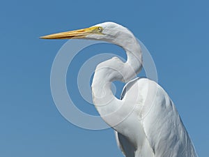 Great egret closeup