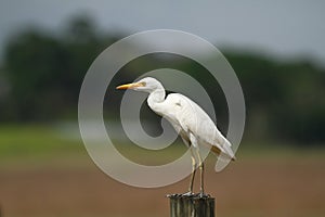 Great Egret, Common Egret, Large Egret, Great White Heron - Ardea alba photo