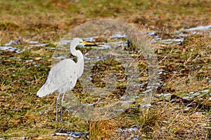 Great egret - common egret - white heron on the ground