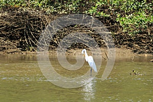 Great Egret, Costa Rica, America Central photo