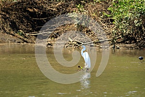 Great Egret, Costa Rica, America Central photo