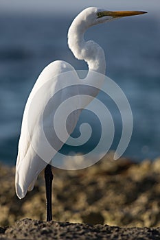 Great egret in Cozumel photo