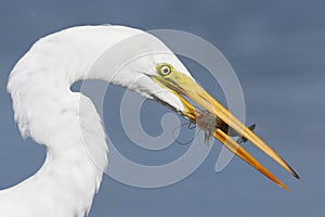 Great Egret with a crawfish in its beak- Pinellas County, Florid