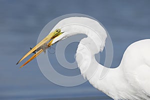 Great Egret with a crawfish in its beak- Pinellas County, Florid