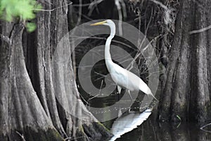 Great Egret in Cypress Grove