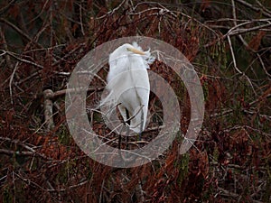 Great egret on a cypress tree