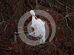 Great egret on a cypress tree
