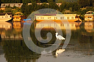 Great egret in Dal Lake, Srinagar, Kashmir, India