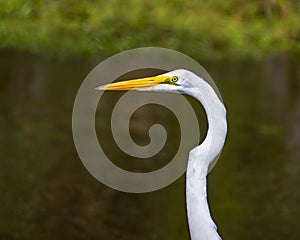 Great Egret detail with neck extended