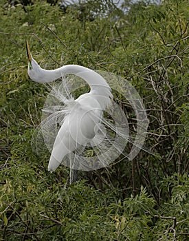 Great Egret displaying