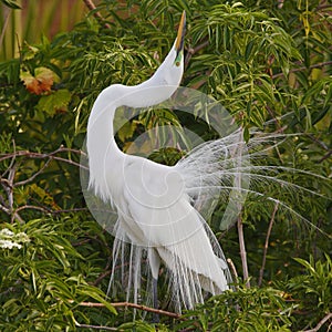 Great Egret Displaying in Breeding Season - Florida