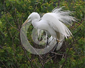 Great Egret Displaying its Breeding Plumage