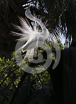 Great egret displays feathers in ray of sunlight