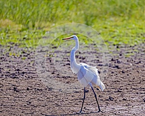 Great Egret drying his feathers after several fishing dives