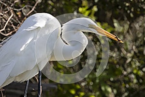 Great Egret Eating an Anole - Florida