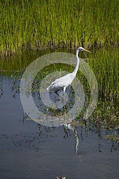 Great Egret In the Everglades